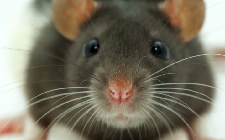 mouse control - mouse exterminator